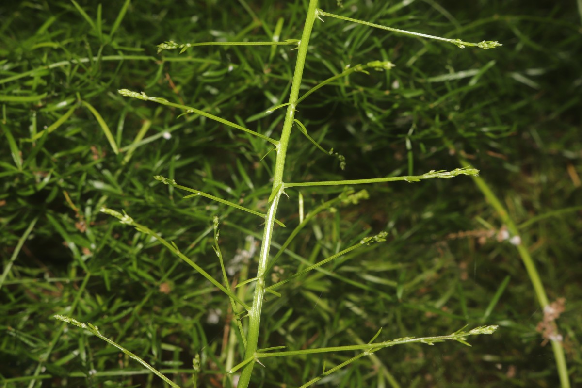 Asparagus gonoclados Baker